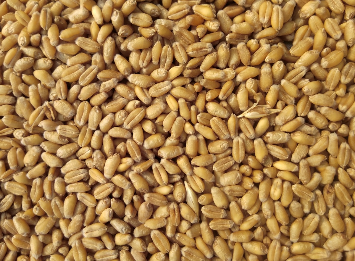 Huerto con agricultura de precisión ALTOVERDE